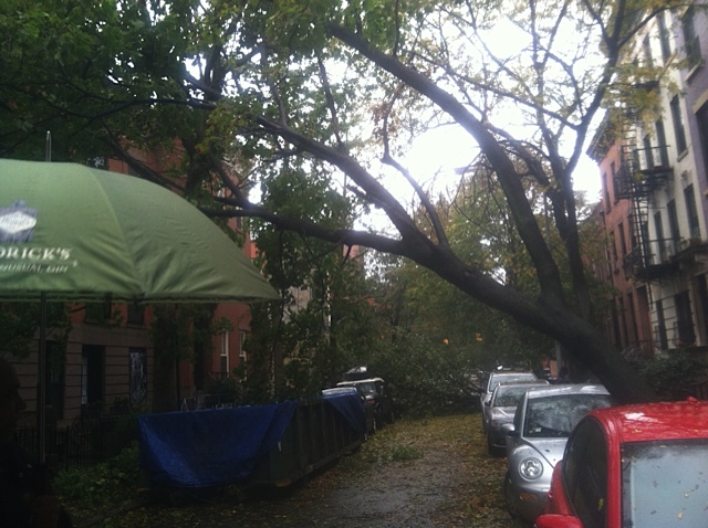 Tree Down on Baltic Street