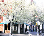 Callery Pears